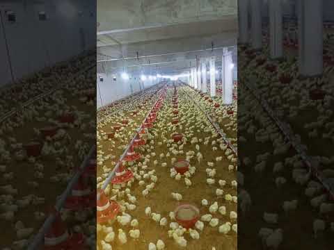 Broiler chicken farming #poultryfarmbusinessplan #poultryfarming #murgifarm #murgipaln