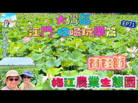 278.大灣區-吃喝玩樂篇-江門（EP71) ，江門｜梅江農業生態園｜荷花節｜14萬平方米荷花現正盛放｜明興飯店｜燒鵝｜黃鱔煲仔飯