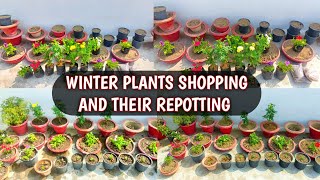 NEW WINTER FLOWERING PLANTS SHOPPING AND THEIR REPOTTING | HOW TO REPOT PLANTS FROM NURSERY 🌸😍