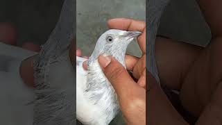 #pigeonflying #pigeonracing #pigeoneyes #adventure #highflyingpigeons #short #video🕊️🕊️🕊️💙