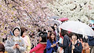 大阪・造幣局「桜の通り抜け」始まる