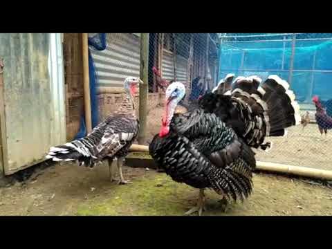 Beautiful Turkey birds of our Farm House🦃🦃