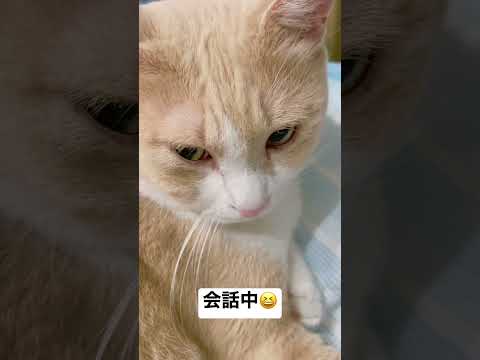 寝る前に会話をする猫