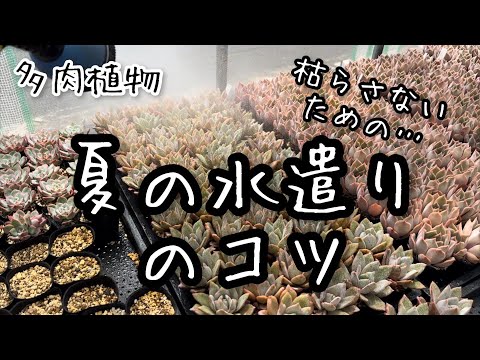 【多肉植物】夏の水遣りのコツ！