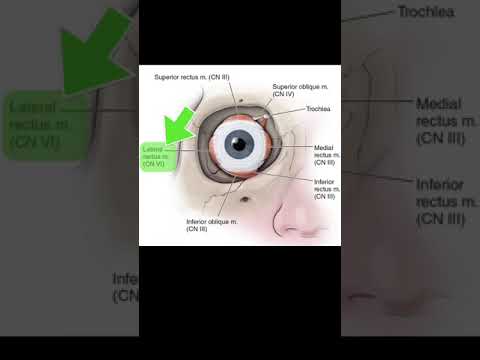 Abducens nucleus #shorts  #anotomy #biology #brainanatomy