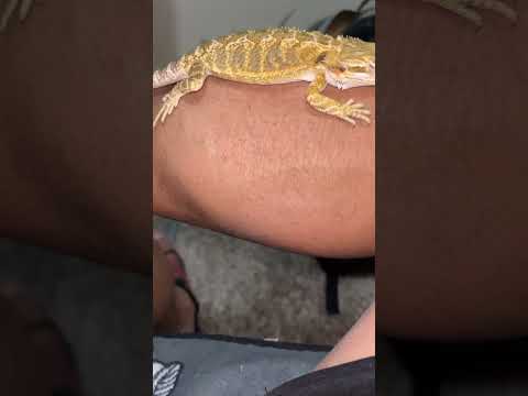 Calf massage from my bearded dragon 🐉 😎 #shorts #fyp #subscribe  #beardeddragon  #explore