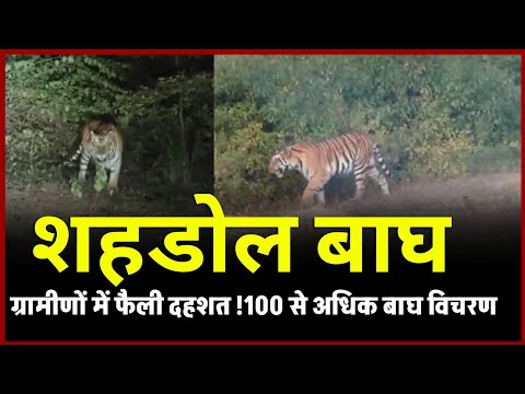 Madhya pradesh के shahdol में Tigar सड़क किनारे दिखा बाघ, ग्रामीणों में फैली दहशत, Shahdol Tigar !