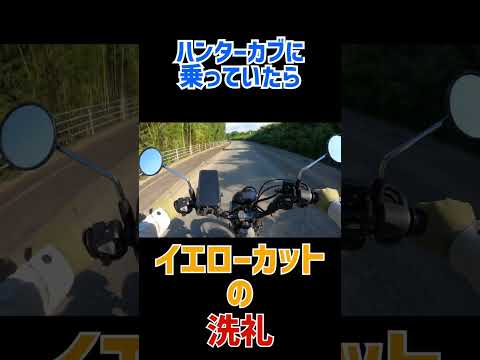 バイクに乗ってるとイエローカットの洗礼を受けました#shorts #ハンターカブ