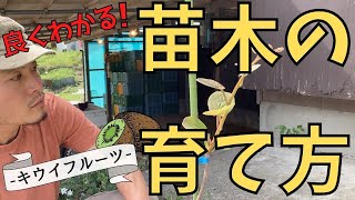 良くわかる！キウイの苗木の育て方　-畑に植えるまで-【ファームハウスみどり】