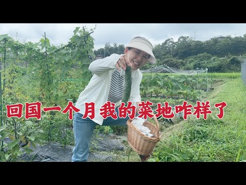 日本生活vlog/回國一個月我的菜園子雜樣了呢？院子裡的西瓜結了10幾個