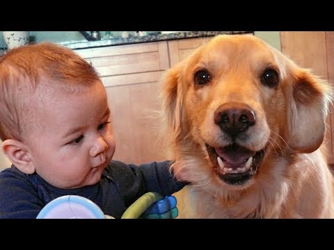 Dogs Loyalty to Baby Compilation