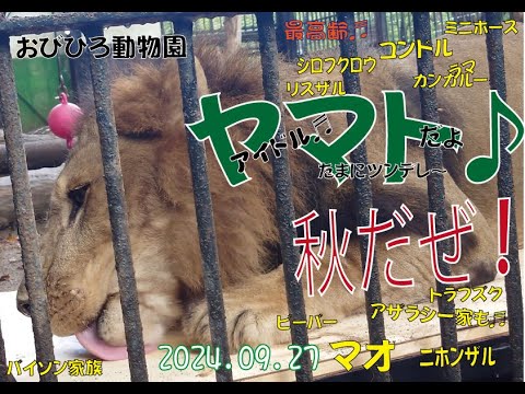 おびひろ動物園　新調台が嬉しいヤマト♪とマオやみんなも元気だよ♪2024年9月27日♬