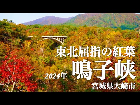 【鳴子峡 2024秋】 東北屈指の紅葉スポット　宮城県大崎市　今ピークを迎えます🍁