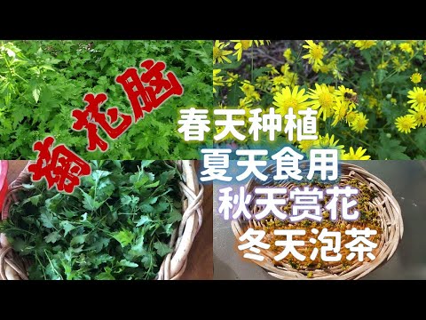 菊花脑 春天种植 夏天食用 秋天赏花 冬天泡茶