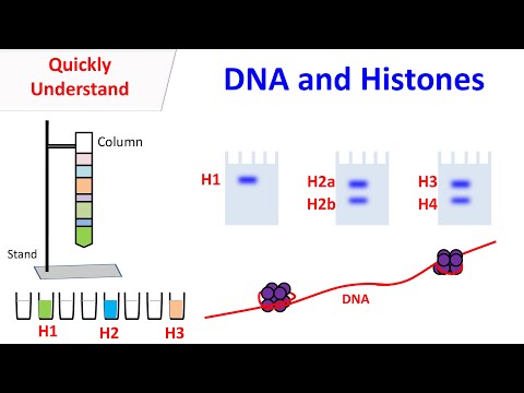 Histones | DNA and Histones