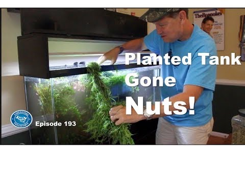 Planted tank gone NUTS! | Episode 193