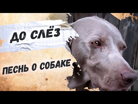 Когда сердце разрывается от боли… Сергей Есенин "Песнь о собаке" Стихи о жизни