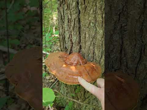 Harvesting Reishi too Early?