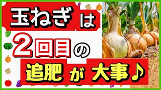 知らないと後悔します！玉ねぎの玉を大きくする、失敗しない追肥のタイミング【玉ねぎ栽培・育て方】庭なし家庭菜園