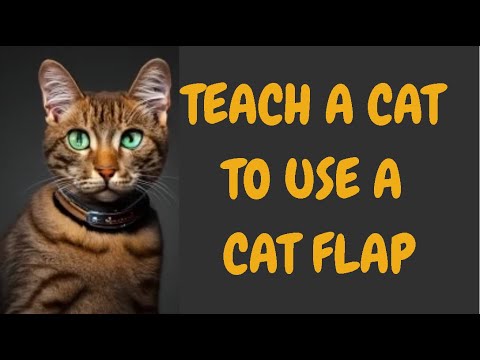 Teach A Cat To Use A Cat Flap