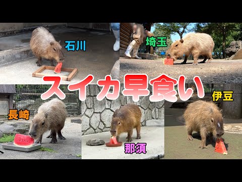 【カピバラ】第８回カピバラのすいか早食い競争🍉