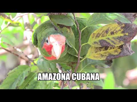 Pericos, Cotorritas, Amazonas, Cacatúas, Guacamayos, y Tucanes