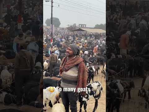 Biggest goats market in Kanpur India 🇮🇳 #shorts #viralvideo