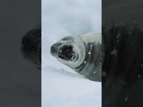 Filming in Antartica was INSANE!