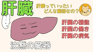 【管理栄養士】　肝臓についての解説講座