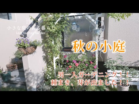 ガーデニング｜秋のオヤジ一人ガーデニング｜ 〜小さな庭のある暮らし#93〜Gardening ｜ Life in a tiny garden