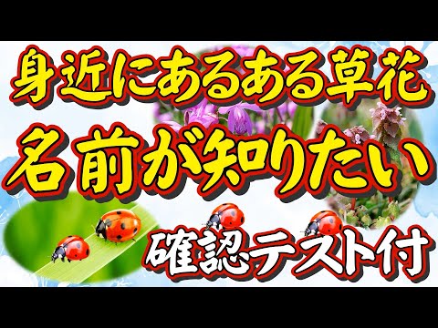 てんとう虫の秘密とは？【身近な草花の名前が知りたい人へ】細かい情報より、どこにでも「あるある草花」について、その名前が知りたい。「日本で一番ユーモラスな理科の先生」が自ら撮った動画で超～解説します。