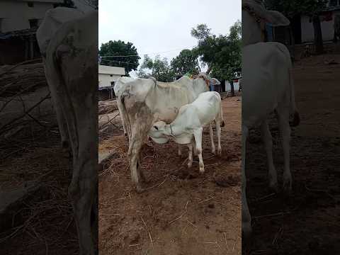 గోవు తన ధూడకి పాలు ఇస్తుంది #cow #farming #gardening #Bmmultitasks