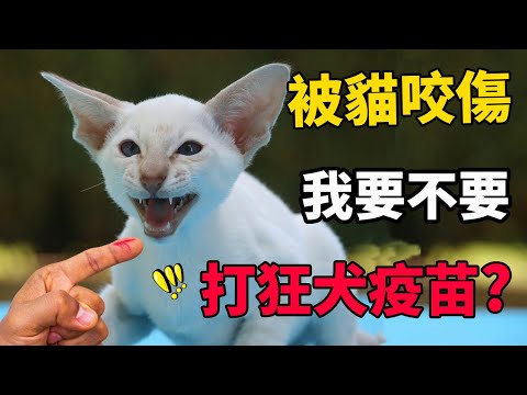 被貓抓傷咬傷，我要不要去打狂犬疫苗？別再誤解十日觀察法！