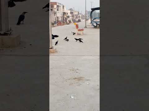 🦅😜Funny Crows Dana Chugte #funnyshorts #crows