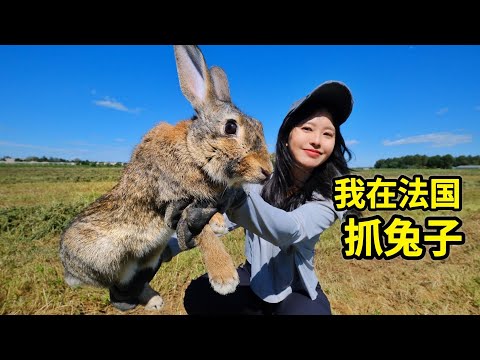 How many rabbits can a Sichuan girl catch in France with 3 rabbit traps? | Hunting | France |