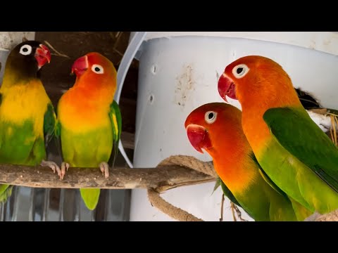 Smart lovebird Parrot  , Little cute lovebird 🦜🥰 #bird #lovebirds