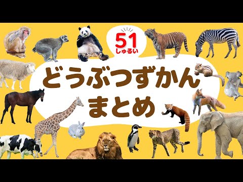 【動物図鑑まとめ】動物園の人気者から身近な動物まで51種類！知育アニメ【赤ちゃん・子供向け】Animal picture book for kids