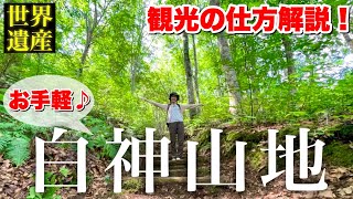 【青森①白神山地#1】【ビギナー向け観光解説】世界遺産のみち ブナ林散策道を歩く！