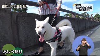 紀州犬 さつきとさんぽ（和歌の浦編）ー和歌山市広報番組ー