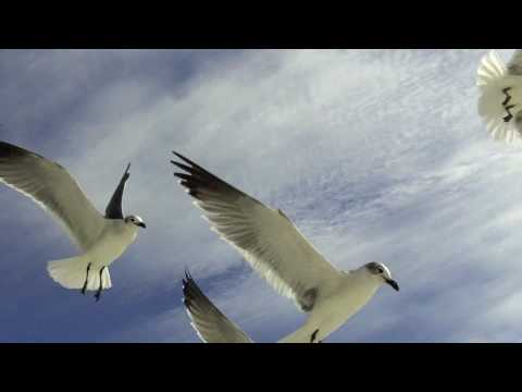 Amazing Beach Seagulls