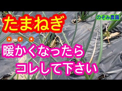 【たまねぎ】大きくするために、暖かくなってきたら、必ずコレをして下さい。