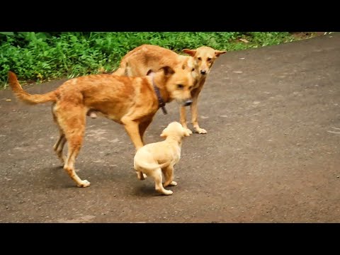 Cute Puppy Playing With Their Parents 🐾 Funny Pets | puppy playing #puppy #funnypuppy #puppyplaying