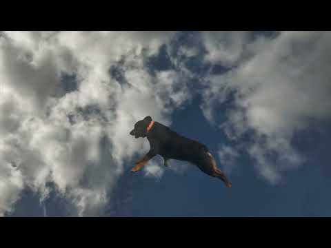 Rottweiler running in the sky