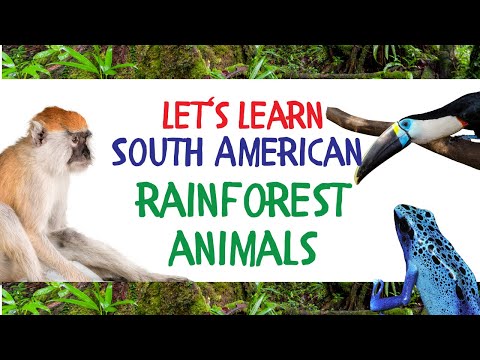 Let‘s Learn Rainforest Animals! Fun Toddler Daily Learning Activities, Preschool Learning Activities