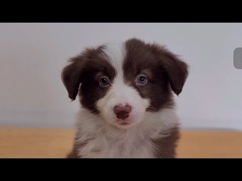 50-day-old Border Collie ☆ Bell # 2 months old