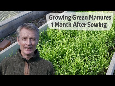 Growing Green Manures - Part 2, Green Manure Plants One Month After Sowing Seed