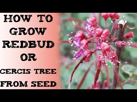 How to grow redbud or cercis tree from seed 紫荆属 बीज से रेडबड उगाएं Багрянник Árbol del amor