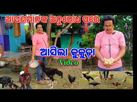 ଆପଣମାନଙ୍କ ଅନୁରୋଧ ପରେ ଆସିଲା କୁକୁଡ଼ା Video@basanta_sir_kitchengarden-Contact 9348286134#youtube#viral