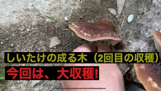 【歳の差夫婦の田舎暮らし】しいたけ収穫！