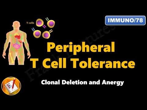 Peripheral T cell Tolerance - Clonal Deletion and Anergy (FL-Immuno/78)